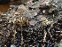  ( - HAY-F-004463)  @11 [ ] by-nc (2023) Dean Lyons Fungal Diversity Survey