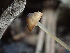  ( - HAY-F-004463)  @11 [ ] by-nc (2023) Dean Lyons Fungal Diversity Survey
