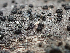  (Phialocephala sp. CA02 - HAY-F-004464)  @11 [ ] by-nc (2023) Dean Lyons Fungal Diversity Survey