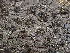  ( - HAY-F-004464)  @11 [ ] by-nc (2023) Dean Lyons Fungal Diversity Survey