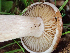  (Clitocybe sp. CA03 - HAY-F-004466)  @11 [ ] by-nc (2023) Dean Lyons Fungal Diversity Survey