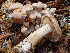  ( - HAY-F-004466)  @11 [ ] by-nc (2023) Dean Lyons Fungal Diversity Survey