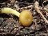  ( - HAY-F-006167)  @11 [ ] by-nc (2023) Dean Lyons Fungal Diversity Survey