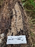  (Phlebia subfascicularis - HAY-F-003204)  @11 [ ] by (2023) Mandy Hackney Fungal Diversity Survey