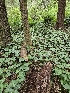  ( - HAY-F-003204)  @11 [ ] by (2023) Mandy Hackney Fungal Diversity Survey