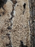  ( - HAY-F-003204)  @11 [ ] by (2023) Mandy Hackney Fungal Diversity Survey