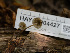  ( - HAY-F-004427)  @11 [ ] by-nc (2023) Stu Pickell Fungal Diversity Survey