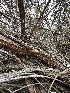  ( - HAY-F-005581)  @11 [ ] c (2023) Rudy Diaz Fungal Diversity Survey