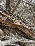  ( - HAY-F-005581)  @11 [ ] c (2023) Rudy Diaz Fungal Diversity Survey