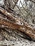  ( - HAY-F-005581)  @11 [ ] c (2023) Rudy Diaz Fungal Diversity Survey