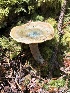  ( - HAY-F-006168)  @11 [ ] by-nc (2023) Dean Lyons Fungal Diversity Survey