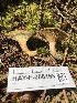  ( - HAY-F-006168)  @11 [ ] by-nc (2023) Dean Lyons Fungal Diversity Survey