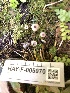  ( - HAY-F-005970)  @11 [ ] by-nc (2023) Dean Lyons Fungal Diversity Survey