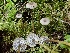  ( - HAY-F-005970)  @11 [ ] by-nc (2023) Dean Lyons Fungal Diversity Survey