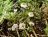  ( - HAY-F-005970)  @11 [ ] by-nc (2023) Dean Lyons Fungal Diversity Survey