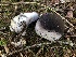  ( - HAY-F-005973)  @11 [ ] by-nc (2023) Dean Lyons Fungal Diversity Survey