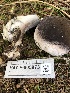 ( - HAY-F-005973)  @11 [ ] by-nc (2023) Dean Lyons Fungal Diversity Survey