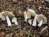  ( - HAY-F-005975)  @11 [ ] by-nc (2023) Dean Lyons Fungal Diversity Survey