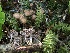  ( - HAY-F-005977)  @11 [ ] by-nc (2023) Dean Lyons Fungal Diversity Survey