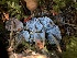  ( - HAY-F-005977)  @11 [ ] by-nc (2023) Dean Lyons Fungal Diversity Survey
