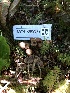  ( - HAY-F-005977)  @11 [ ] by-nc (2023) Dean Lyons Fungal Diversity Survey
