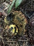 ( - HAY-F-006163)  @11 [ ] by-nc (2023) Dean Lyons Fungal Diversity Survey