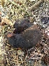  ( - HAY-F-006163)  @11 [ ] by-nc (2023) Dean Lyons Fungal Diversity Survey