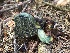  ( - HAY-F-006163)  @11 [ ] by-nc (2023) Dean Lyons Fungal Diversity Survey