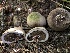  ( - HAY-F-006162)  @11 [ ] by-nc (2023) Dean Lyons Fungal Diversity Survey