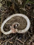  ( - HAY-F-006162)  @11 [ ] by-nc (2023) Dean Lyons Fungal Diversity Survey