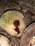  ( - HAY-F-006162)  @11 [ ] by-nc (2023) Dean Lyons Fungal Diversity Survey