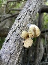 ( - HAY-F-004202)  @11 [ ] by-nc (2023) Jaren Hockert Fungal Diversity Survey