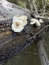  (Lentinus - HAY-F-004201)  @11 [ ] by-nc (2023) Jaren Hockert Fungal Diversity Survey