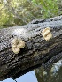  ( - HAY-F-004201)  @11 [ ] by-nc (2023) Jaren Hockert Fungal Diversity Survey