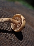  ( - HAY-F-005117)  @11 [ ] by-nc (2023) Sadie Hickey Fungal Diversity Survey
