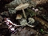  ( - HAY-F-005145)  @11 [ ] by-nc (2023) Sadie Hickey Fungal Diversity Survey