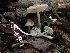  ( - HAY-F-005145)  @11 [ ] by-nc (2023) Sadie Hickey Fungal Diversity Survey