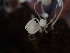  ( - HAY-F-005009)  @11 [ ] by-nc (2023) Sadie Hickey Fungal Diversity Survey