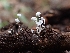  ( - HAY-F-005009)  @11 [ ] by-nc (2023) Sadie Hickey Fungal Diversity Survey