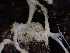  (Steccherinum sp. CA04 - HAY-F-005140)  @11 [ ] by-nc (2023) Sadie Hickey Fungal Diversity Survey