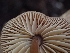  ( - HAY-F-005115)  @11 [ ] by-nc (2023) Sadie Hickey Fungal Diversity Survey
