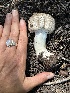  ( - HAY-F-004674)  @11 [ ] by-nc (2023) Taye Bright Fungal Diversity Survey