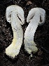  ( - HAY-F-004674)  @11 [ ] by-nc (2023) Taye Bright Fungal Diversity Survey