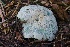  ( - HAY-F-004673)  @11 [ ] by-nc (2023) Taye Bright Fungal Diversity Survey
