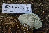  ( - HAY-F-004673)  @11 [ ] by-nc (2023) Taye Bright Fungal Diversity Survey