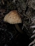  ( - HAY-F-006123)  @11 [ ] by-nc (2023) Dean Lyons Fungal Diversity Survey