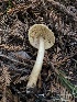  ( - HAY-F-006123)  @11 [ ] by-nc (2023) Dean Lyons Fungal Diversity Survey