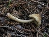  (Pluteus sp. umbrosus-CA01 - HAY-F-006123)  @11 [ ] by-nc (2023) Dean Lyons Fungal Diversity Survey