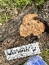  (Hapalopilus - HAY-F-001307)  @11 [ ] by-nc (2023) Aaron Tupac Fungal Diversity Survey