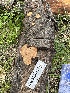  ( - HAY-F-001307)  @11 [ ] by-nc (2023) Aaron Tupac Fungal Diversity Survey